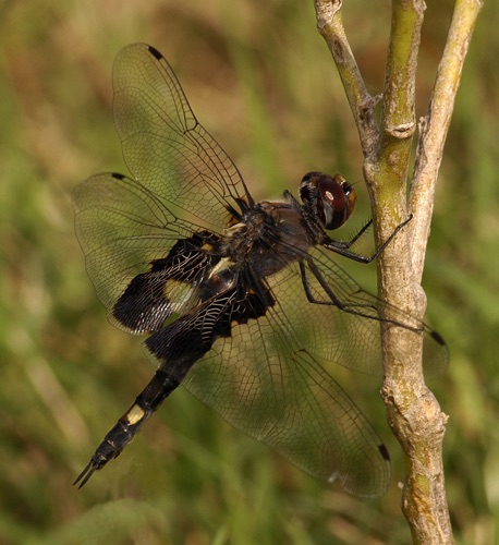 Female
31 Oct 2005  TX